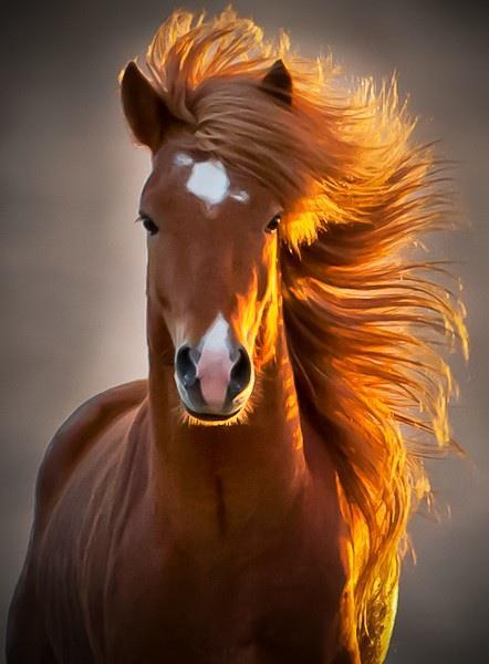 ridiculously photogenic horse